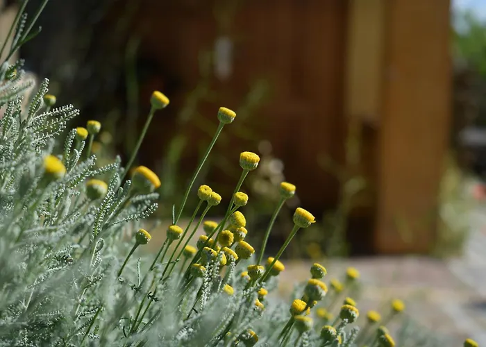 El Bornizo Con Psicina Jacuzzi Climatizado Barbacoa Y Jardin En Salamanca *